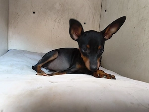 pinscher pitic toy de vanzare caine de apartament - imagine 2