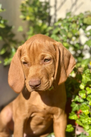 Catei Vizsla 