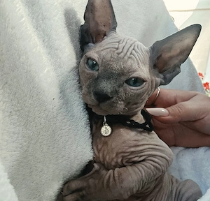  Puiuti Canadian Sphynx Sfinx - imagine 3