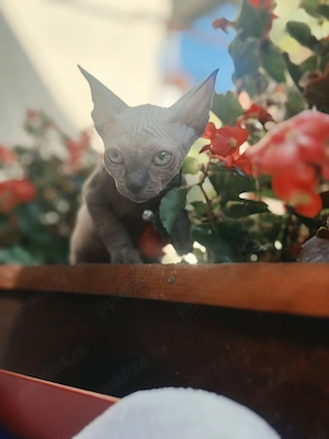  Puiuti Canadian Sphynx Sfinx - imagine 4