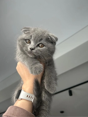scottish fold