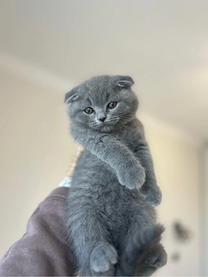 Scottish fold motanel 
