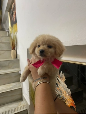 Bichon mini toy - imagine 3