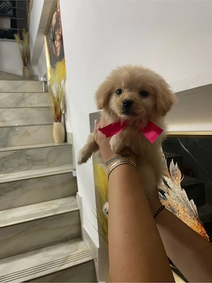 Bichon mini toy - imagine 2