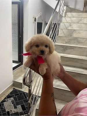 Bichon mini toy - imagine 4