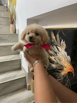 Bichon mini toy
