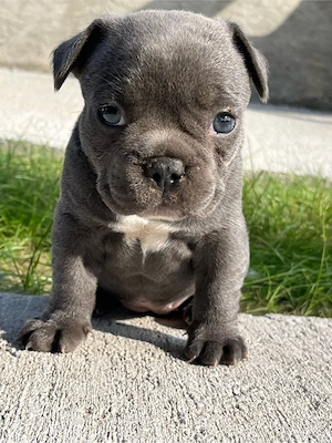 Cățelușă Bulldog francez blue 