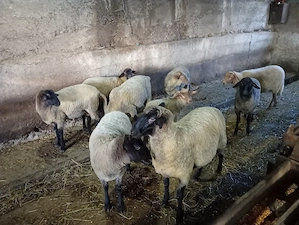 Vand miei crescuți pe stabulație 