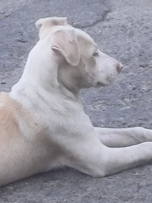 american bully - imagine 2