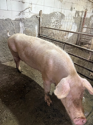 Lichidare lot Scrofe reproductie mature duroc pur, landrace pur sau F1 Malb x landrace si gestante - imagine 3