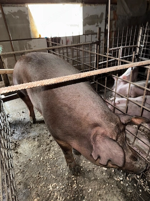 Lichidare lot Scrofe reproductie mature duroc pur, landrace pur sau F1 Malb x landrace si gestante - imagine 2