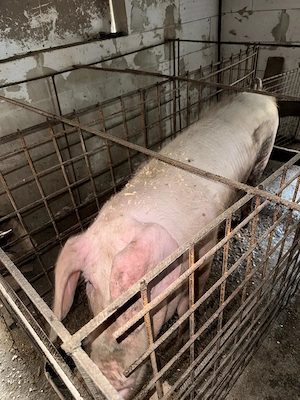 Lichidare lot Scrofe reproductie mature duroc pur, landrace pur sau F1 Malb x landrace si gestante - imagine 4