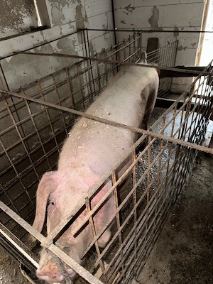 Lichidare lot Scrofe reproductie mature duroc pur, landrace pur sau F1 Malb x landrace si gestante - imagine 5