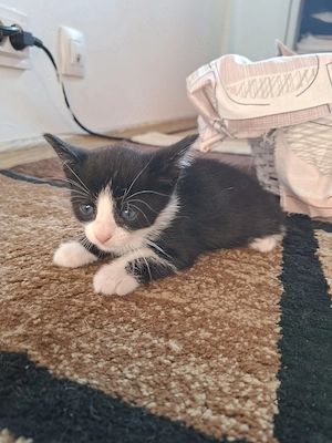 Adoptie pui pisica apartament