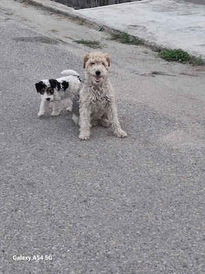 Catel pui Fox Terrier - imagine 2
