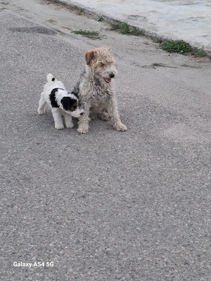 Catel pui Fox Terrier - imagine 3