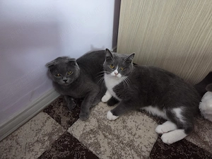 Pisica British Shorthair - imagine 3