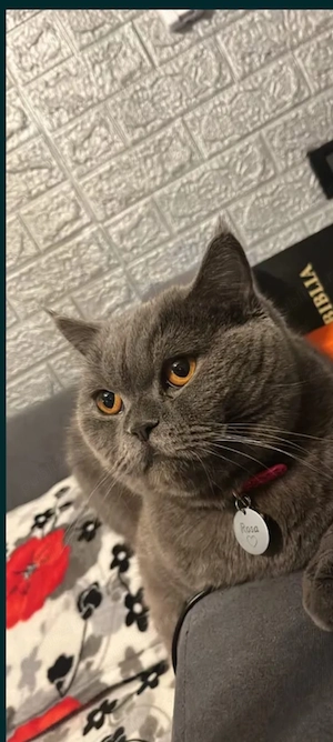 British shorthair fetiță 