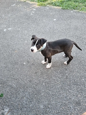Amstaff de vanzare (mascul) - imagine 4
