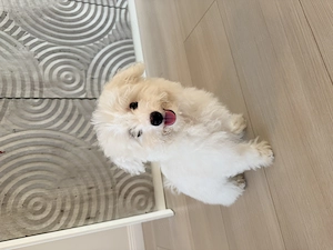 Pui Bichon maletese  alb, adorabil și jucăuș, carnet de sănătate 4 luni - imagine 3