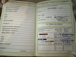 Pui Bichon maletese  alb, adorabil și jucăuș, carnet de sănătate 4 luni - imagine 5
