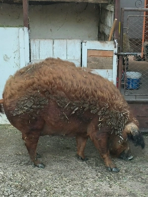 vand porc mangalita Rosu de Salonta 