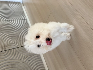 Pui Bichon maletese  alb, adorabil și jucăuș, carnet de sănătate 4 luni - imagine 2