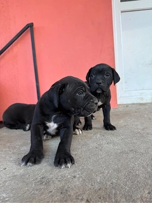 Cane Corso cauta alta casa  - imagine 3