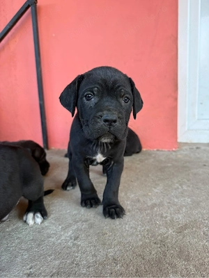 Cane Corso cauta alta casa  - imagine 2