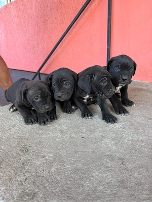 Cane Corso cauta alta casa 