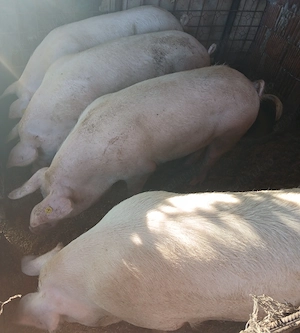 Porci si scroafe 2,3 ani . - imagine 2