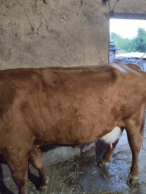 vând vacă tânără pt abator 