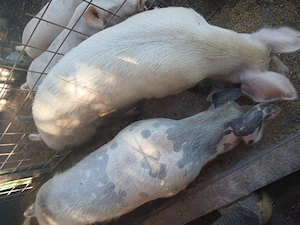 Porci si scroafe 2,3 ani . - imagine 3