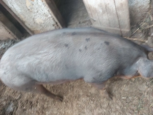 Vind porc crescut la curte160 180kg