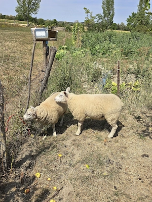 vand doua mieluțe texel  - imagine 2