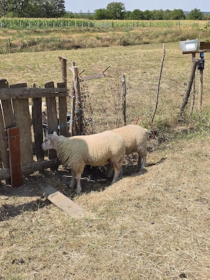 vand doua mieluțe texel 