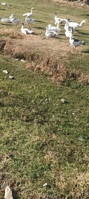 Vând gâște tinere 