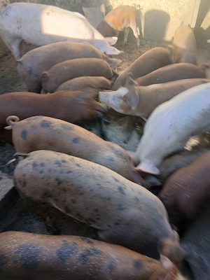 vand purcei duroc