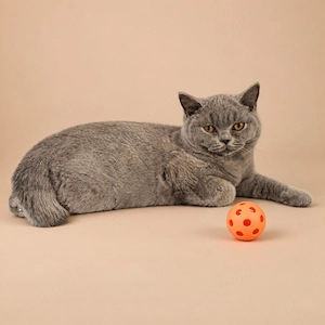 British shorthair 