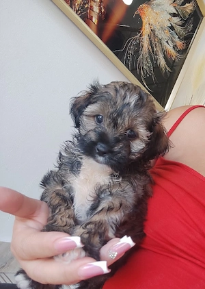 Bichon havanez talie mica  - imagine 5