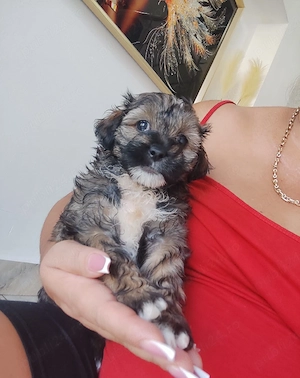 Bichon havanez talie mica  - imagine 3
