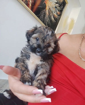 Bichon havanez talie mica  - imagine 2