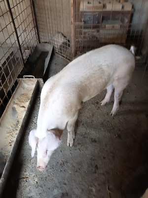 Femelă, aproximativ 70 kg