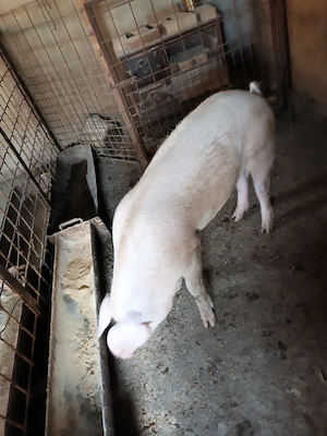Femelă, aproximativ 70 kg - imagine 4