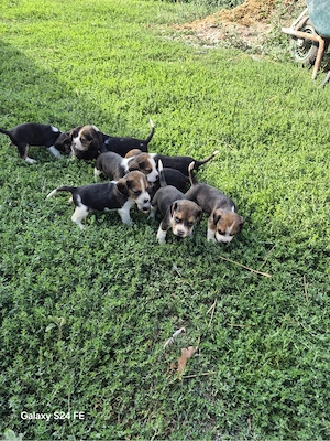 vand cațeii beagles  - imagine 4