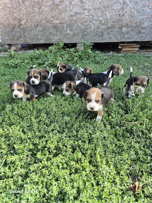 vand cațeii beagles  - imagine 3