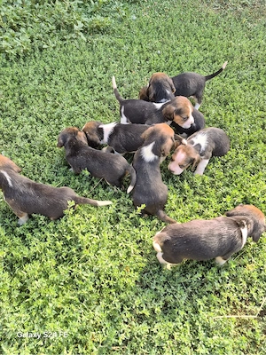 vand cațeii beagles  - imagine 5