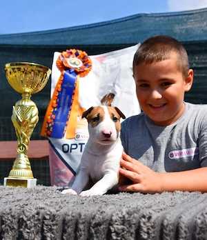 pui Bull terrier standard cu pedigree 