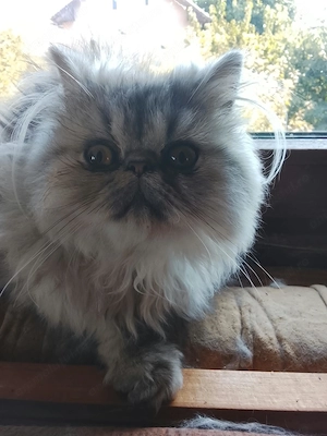 Motănel Persian Chinchilla, 4 luni, superb și afectuos - imagine 2