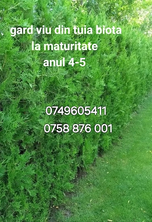tuia de vânzare 